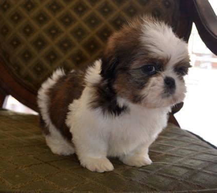 Shih tzu puppies for sale nc. Things To Know About Shih tzu puppies for sale nc. 